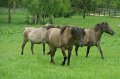 bialowieza02