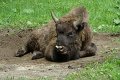 bialowieza09