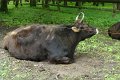 bialowieza18